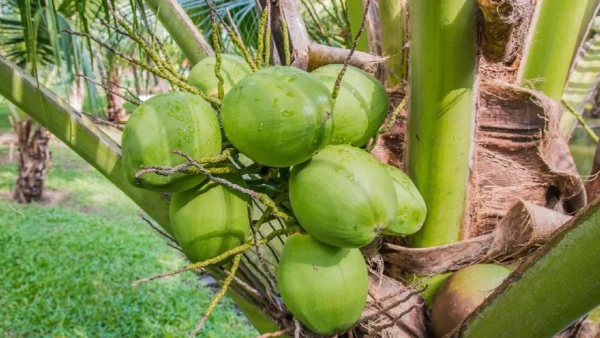 10 Manfaat Mengejutkan Air Kelapa Muda