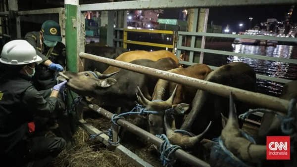 Ratusan Sapi NTT Menuju Jakarta Jelang Iduladha